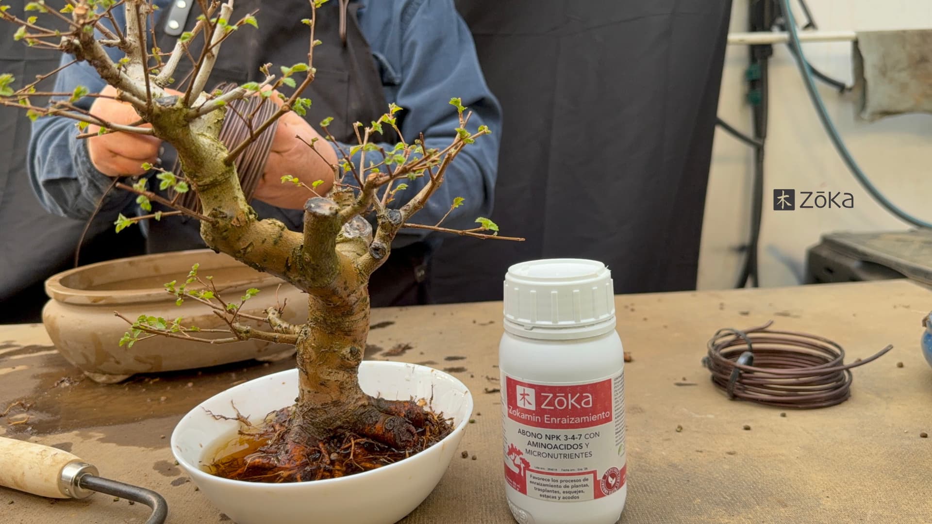 Repotting your bonsai step by step