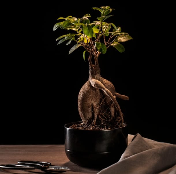 Engrais bonsai ficus Engrais bonsai ficus